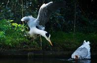 flight-flying-animals-heron.jpg