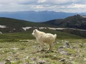 sheep-goat-kid-mountain-outdoor-522923.jpg