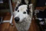 dog-cute-white-wolf-644657.jpg