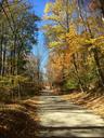 road-forest-autumn-sky-leaves-1585485.jpg