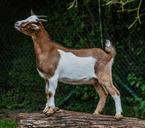 goat-billy-goat-animal-portrait-1600894.jpg