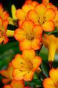 rhododendron-vireya-flowers-bloom-426252.jpg