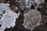 weave-lichen-nature-rock-white-183474.jpg