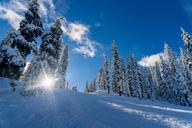 winter-landscape-pine-trees-winter-1149454.jpg