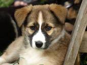 puppy-young-dog-hybrid-cute-dog-374968.jpg