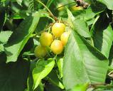 cherries-ripening-yellow-tree-555750.jpg