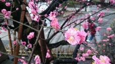 cherry-blossoms-pink-red-japan-702377.jpg