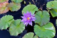 lily-lily-pad-flower-water-nature-545822.jpg