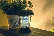 lighting-potted-plant-night-time-730608.jpg