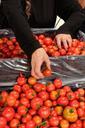 tomatoes-healthy-organic-market-497446.jpg