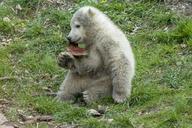 polar-bear-cub-animal-mammal-560218.jpg