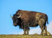 buffalo-animal-wild-1335940.jpg