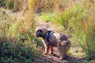 pet-dog-nature-grass-grasses-452983.jpg