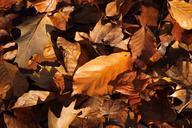 autumn-leaves-brown-golden-1040092.jpg