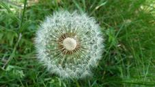 dandelion-egret-dandelion-flowers-335065.jpg