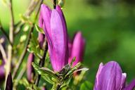 magnolia-dark-magnolia-bush-blossom-325815.jpg