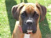 pet-dog-boxer-663984.jpg