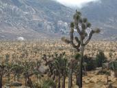 Joshua_tree_(Yucca_brevifolia);_Lost_Horse_Valley.jpg