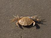 crab-crustacean-sand-aquatic-165187.jpg