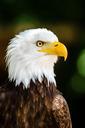 bald-eagle-eagle-bald-perched-981622.jpg