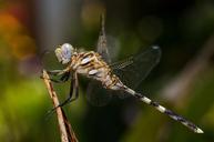 dragonfly-macro-insect-tau-emerald-567769.jpg