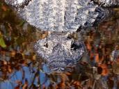 alligator-reptile-water-nature-570397.jpg