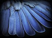 feathers-wing-macro-441077.jpg