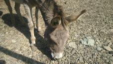 donkey-animal-zoo-petting-zoo-878626.jpg