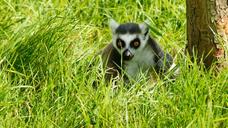 lemur-ring-tailed-animal-primate-1252918.jpg