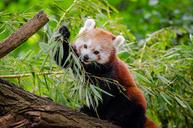 Red Panda (29117935674).jpg