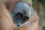 orang-utan-primate-ape-1496770.jpg