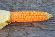 corn-corn-on-the-cob-vegetables-1665421.jpg