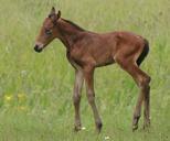 animals-horse-foal-bai-358812.jpg