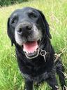 labrador-old-dog-animal-canine-1667980.jpg