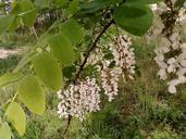 Flowered wild acacia tree in park.jpg