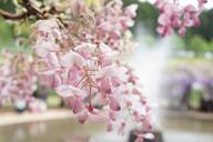 wisteria-natural-flowers-1197932.jpg