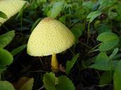 fungi-yellow-mushroom-cap-fungus-1100777.jpg