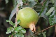 pomegranate-fruit-tree-fresh-1035366.jpg