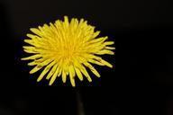 dandelion-buttercup-nature-summer-321843.jpg