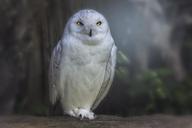 raptor-owl-bird-animal-world-783791.jpg