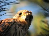 falcon-kestrel-bird-brown-feather-622857.jpg