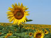 sunflowers-france-field-yellow-714252.jpg