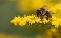 bee-yellow-plant-insect-blossom-593920.jpg