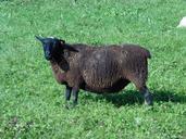 sheep-animal-wool-meadow-pasture-612918.jpg