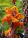 floral-tube-canna-9223.jpg