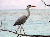 heron-sea-stand-watch-739530.jpg