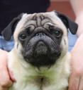 pug-dog-animal-breed-pet-1588692.jpg