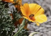 Honey_Bee_on_California_Poppy.jpg