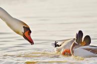 ducks-pair-swan-feather-couple-1108454.jpg