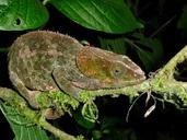 chameleon-reptile-madagascar-forest-599605.jpg